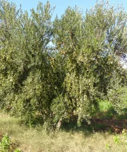 olivo-arbequina-viveros-montecarlo